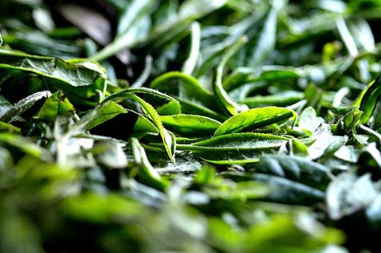 荒野銀針市場價多少，真正的荒野白毫銀針多少錢？
