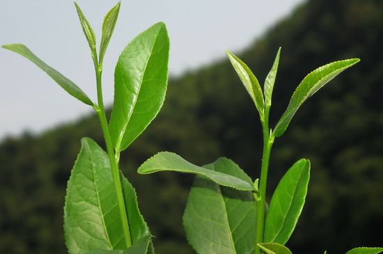 單樅茶什么季節(jié)最好喝，鳳凰單叢茶春茶好還是秋茶好？