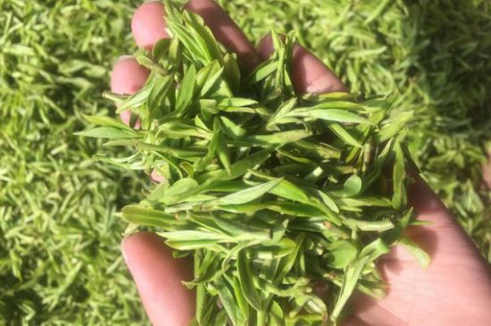 龍井好喝還是毛尖好喝，綠茶是龍井好還是毛尖好？