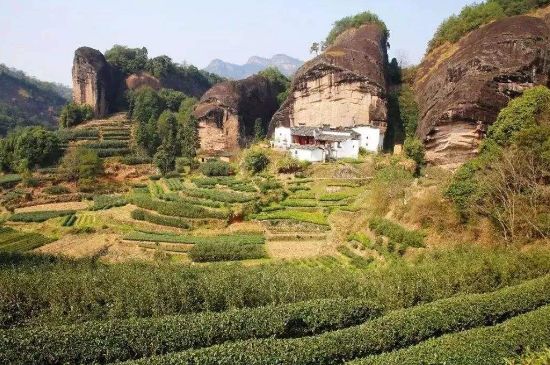 馬頭巖肉桂是大紅袍嗎，大紅袍肉桂屬于什么茶？
