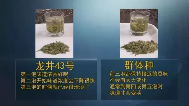 龍井群體種和43號(hào)的區(qū)別圖片，龍井43和群體種哪個(gè)好喝？