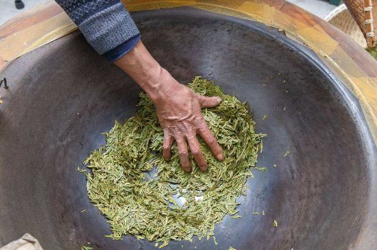 雀舌有一股青草味，雀舌為什么有青草味？