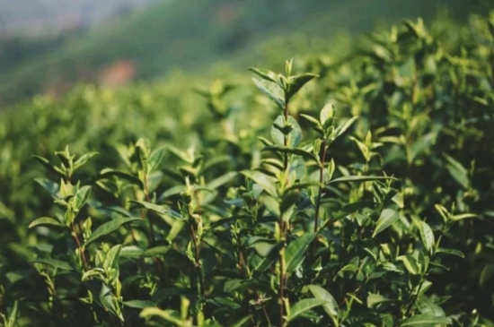 龍井是明前的好還是雨前的好，明前茶和雨前茶哪個(gè)好喝？