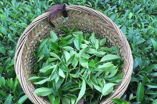 鴨屎香單叢雪片茶的特點(diǎn)，鳳凰雪片茶有什么特點(diǎn)？