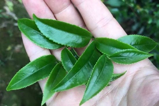鋸朵仔跟鴨屎香哪個(gè)貴，鋸朵子和鴨屎香哪個(gè)好喝？