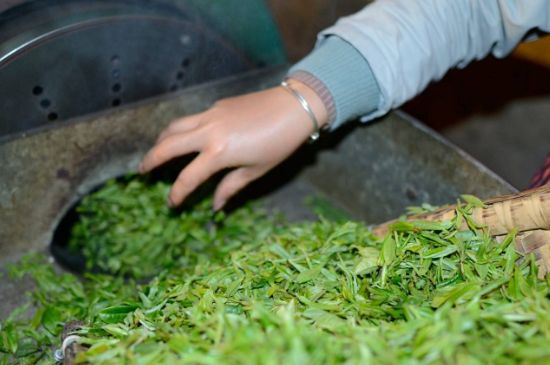 雀舌有一股青草味，雀舌為什么有青草味？