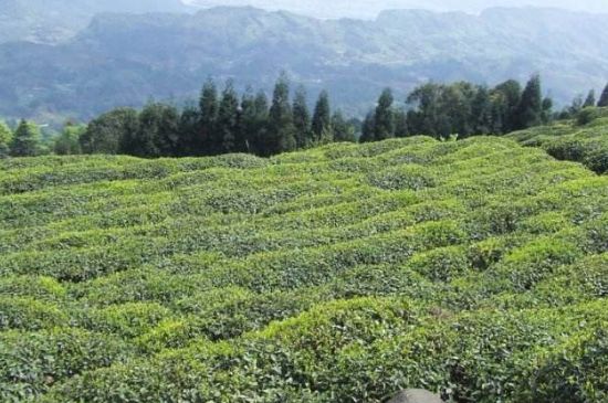 蒙頂山茶種類，蒙頂山哪種茶好？