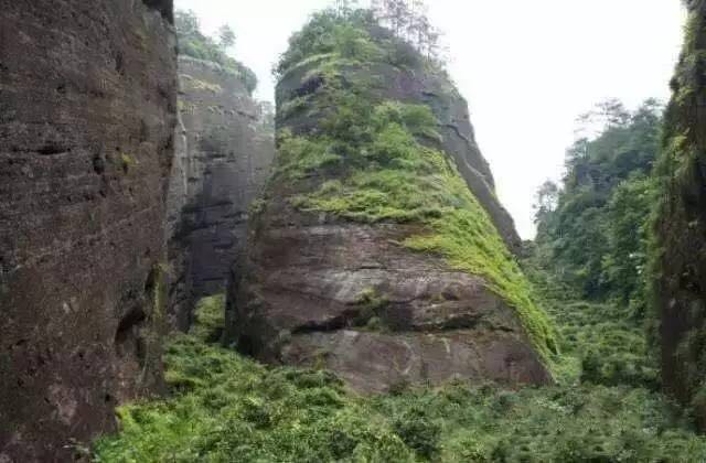 武夷山為什么盛產(chǎn)茶葉，武夷山茶為什么好喝？