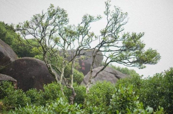 宋種一號價(jià)值為什么高，鳳凰單樅宋種1號價(jià)格與產(chǎn)量多少？