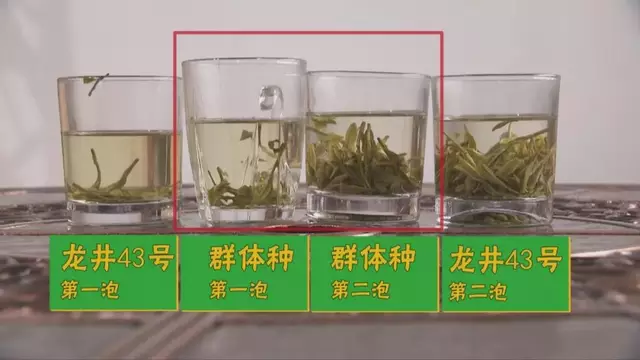 龍井群體種和43號(hào)的區(qū)別圖片，龍井43和群體種哪個(gè)好喝？