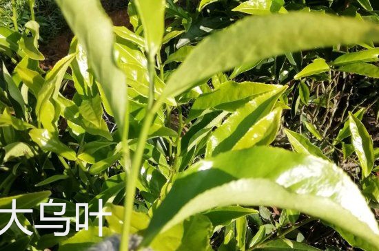 鴨屎香和大烏葉是同一種茶葉嗎，單叢大烏葉和鴨屎香有什么區(qū)別？