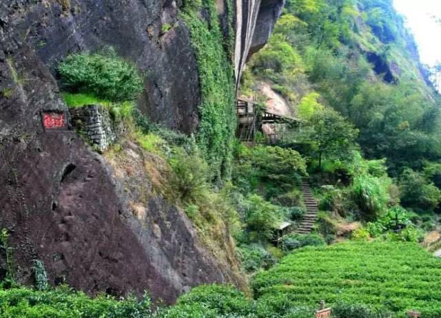 武夷山為什么盛產(chǎn)茶葉，武夷山茶為什么好喝？