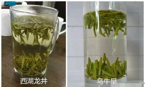 烏牛早和龍井的區(qū)別圖片，龍井43號(hào)和烏牛早茶的對(duì)比