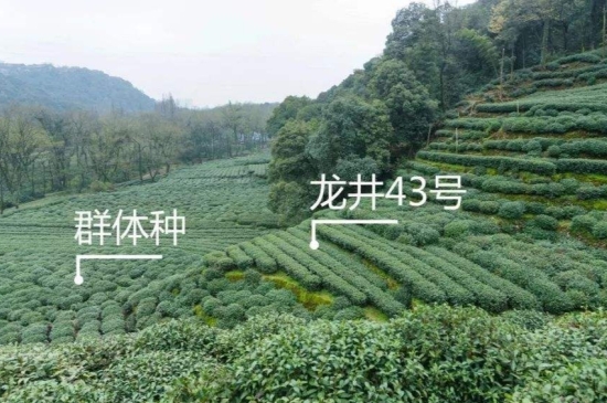 43號龍井屬于好茶嗎，龍井茶43號是什么意思？