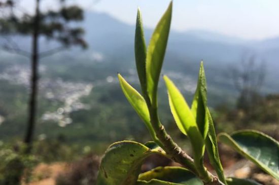 鳳凰單樅什么人不能喝，哪些人不能飲單叢茶