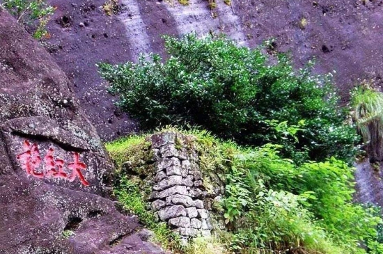 宋種一號價(jià)值為什么高，鳳凰單樅宋種1號價(jià)格與產(chǎn)量多少？
