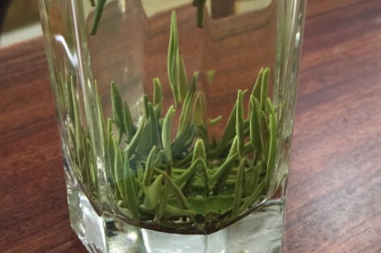 竹葉青和雀舌哪個(gè)貴，竹葉青茶貴嗎？