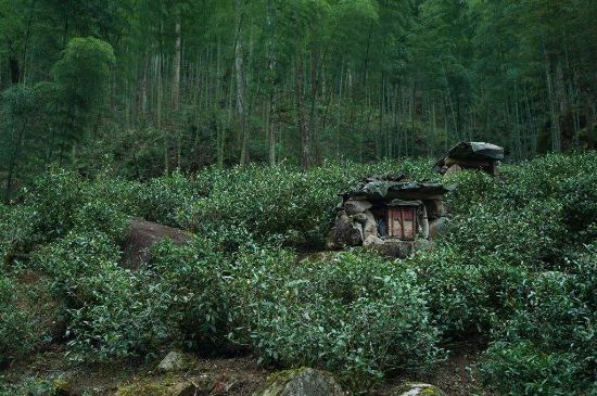 300塊錢的金駿眉能喝嗎，兩三百多金駿眉和一千多區(qū)別