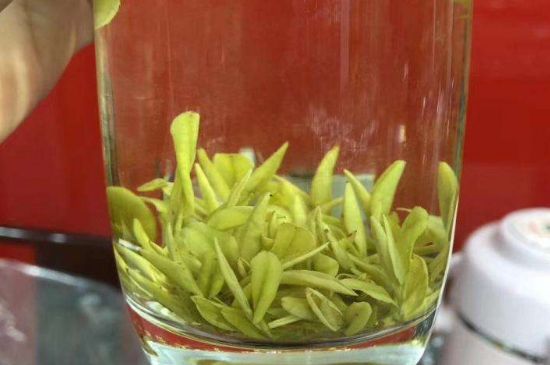 茶中奇葩黃金芽，安吉白茶中黃金芽的特點(diǎn)