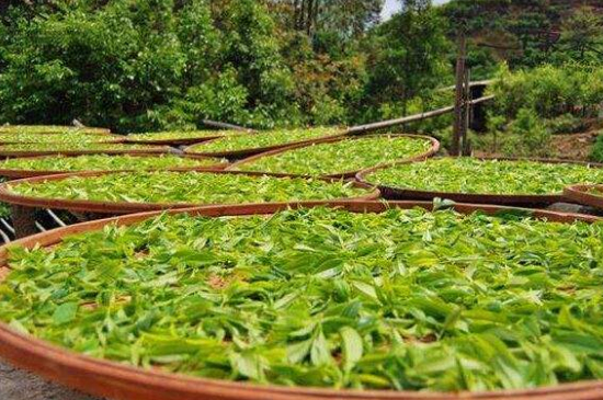 單叢茶十大香型以及常見品種大全，潮安鳳凰單樅十大名香歸類