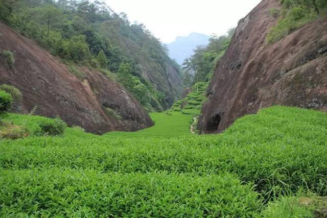 武夷山為什么盛產(chǎn)茶葉，武夷山茶為什么好喝？