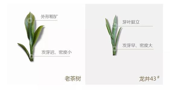 43號龍井屬于好茶嗎，龍井茶43號是什么意思？
