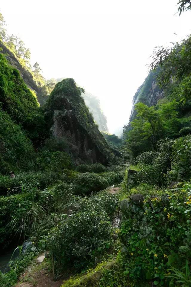 武夷山為什么盛產(chǎn)茶葉，武夷山茶為什么好喝？