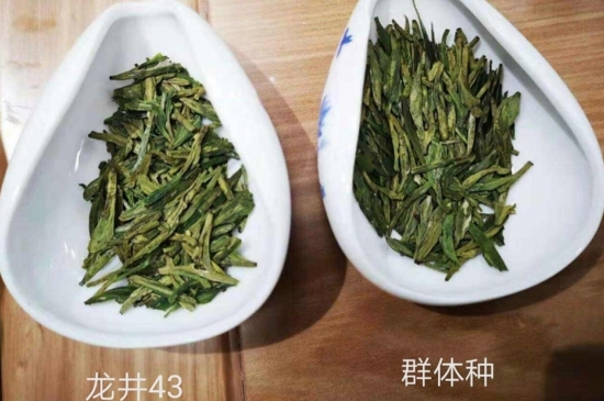 43號龍井屬于好茶嗎，龍井茶43號是什么意思？