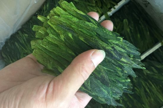 什么綠茶味道濃香，那個綠茶比較濃香？
