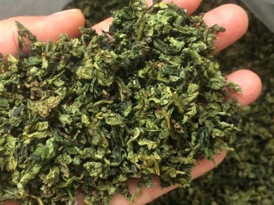 鐵觀音毛茶茶?？梢耘菟葐幔F觀音帶梗是不是好茶？
