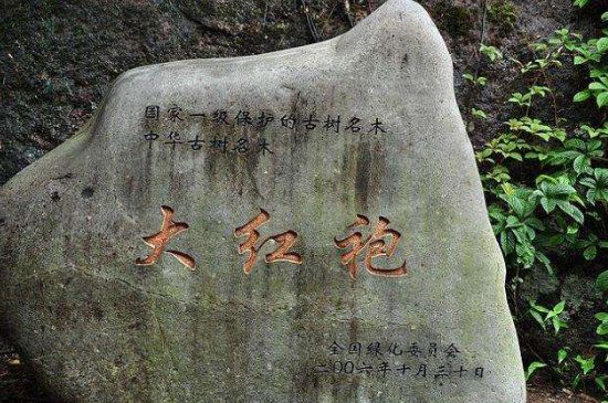 母樹大紅袍給誰喝了，為什么母樹大紅袍叫三棵六株？