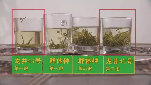烏牛早和龍井的區(qū)別圖片，龍井43號(hào)和烏牛早茶的對(duì)比