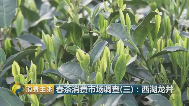 龍井群體種和43號(hào)的區(qū)別圖片，龍井43和群體種哪個(gè)好喝？