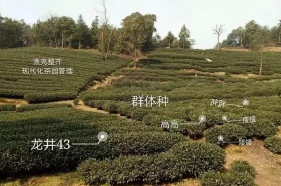 43號龍井屬于好茶嗎，龍井茶43號是什么意思？