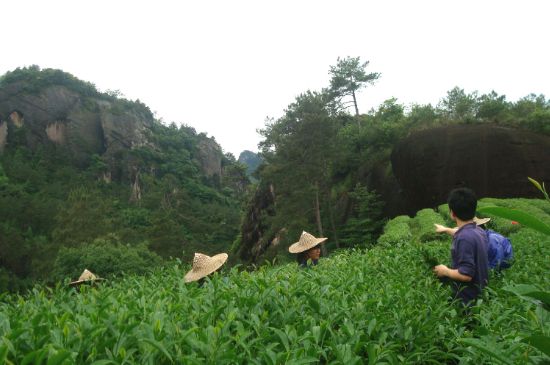 肉桂茶和大紅袍哪個貴，武夷山肉桂與大紅袍的價格比較