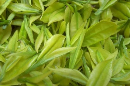 茶中奇葩黃金芽，安吉白茶中黃金芽的特點(diǎn)