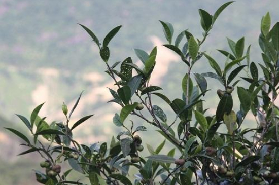 單叢茶十大香型以及常見品種大全，潮安鳳凰單樅十大名香歸類