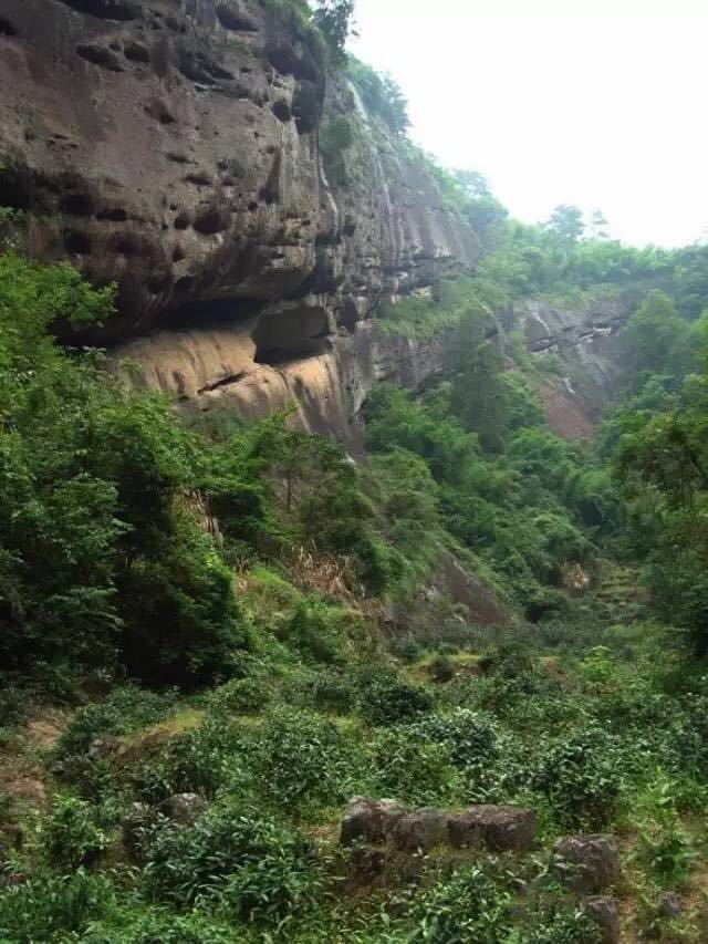 武夷山為什么盛產(chǎn)茶葉，武夷山茶為什么好喝？
