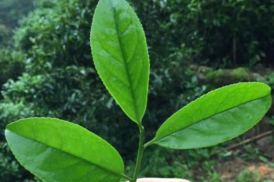 鋸朵仔跟鴨屎香哪個(gè)貴，鋸朵子和鴨屎香哪個(gè)好喝？