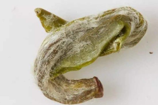 羊巖勾青是綠茶嗎，羊巖勾青茶屬于什么茶？