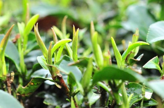 單樅茶什么季節(jié)最好喝，鳳凰單叢茶春茶好還是秋茶好？