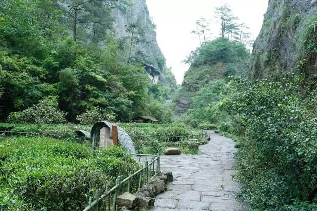 武夷山為什么盛產(chǎn)茶葉，武夷山茶為什么好喝？