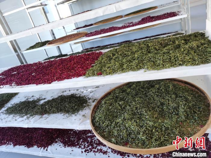 圖為王玲玲收購的各種山茶。　王鳴遠(yuǎn) 攝