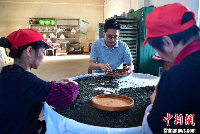 圖為張?jiān)涝谏a(chǎn)車間內(nèi)與工人一起查看茶葉品質(zhì)?！埍?攝